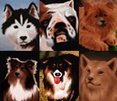 Le copertine delle famose riviste "Il Cane"